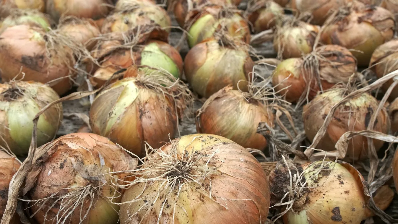 A legjobb módszer, ha fel akarod szedni a hagymát a kertből