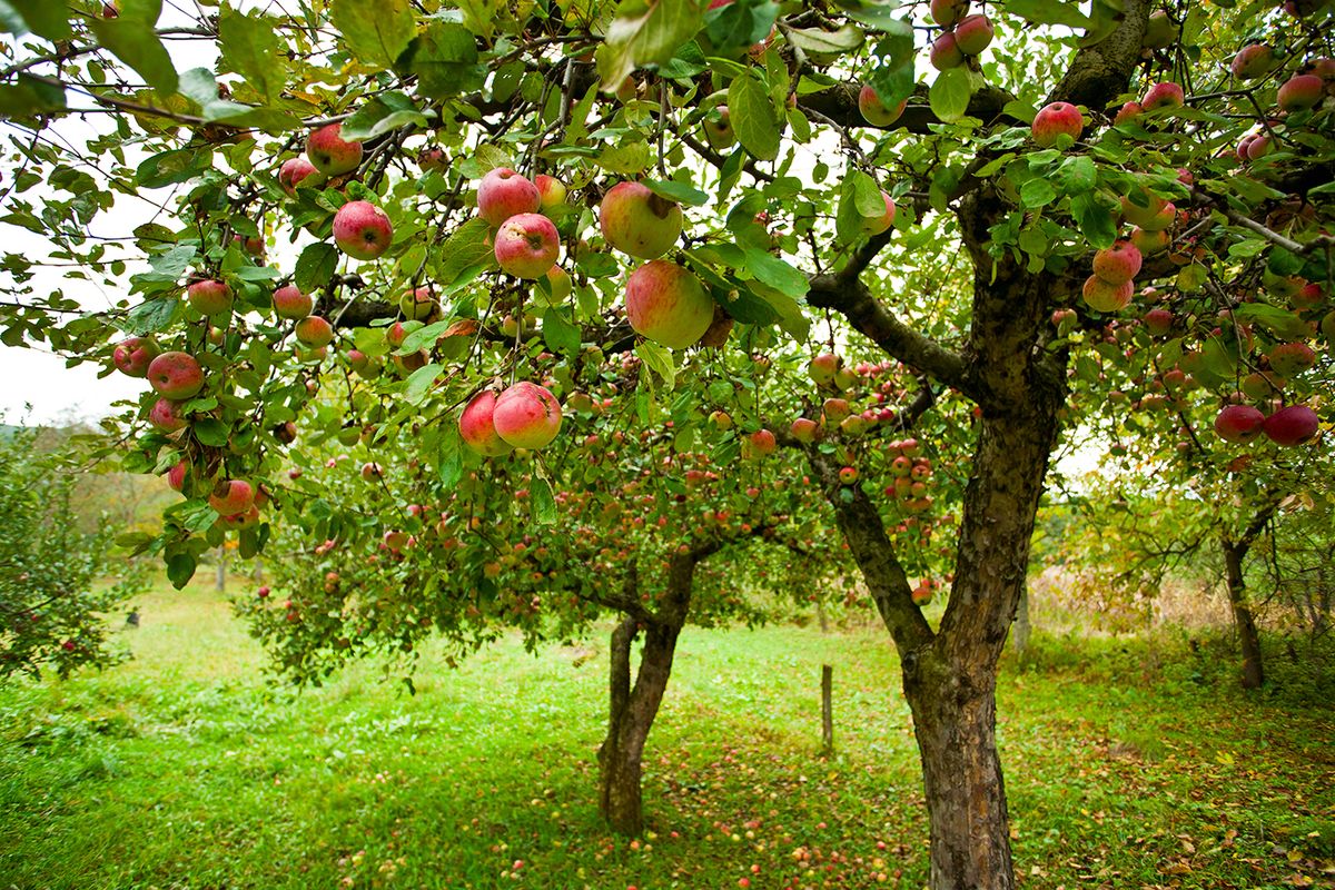 Trees,With,Red,Apples,In,An,Orchard