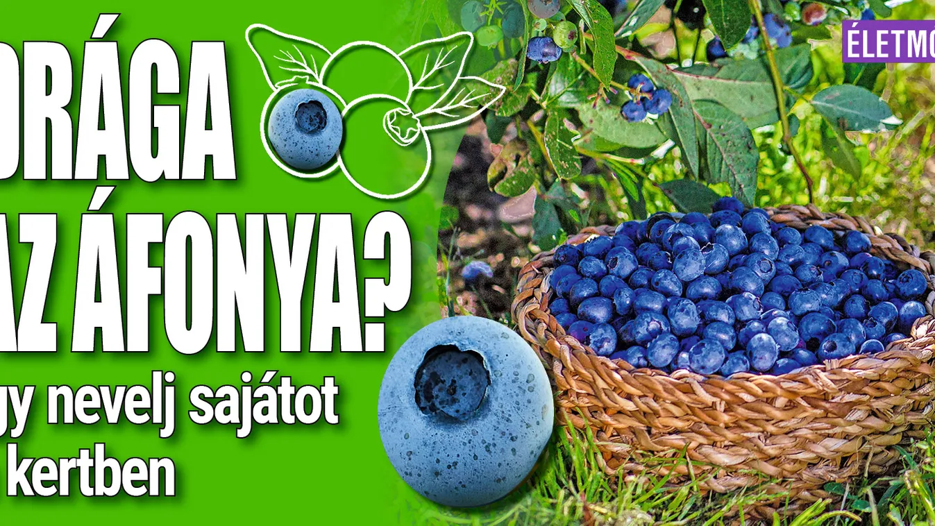 Drága az áfonya? Így nevelj sajátot a kertben