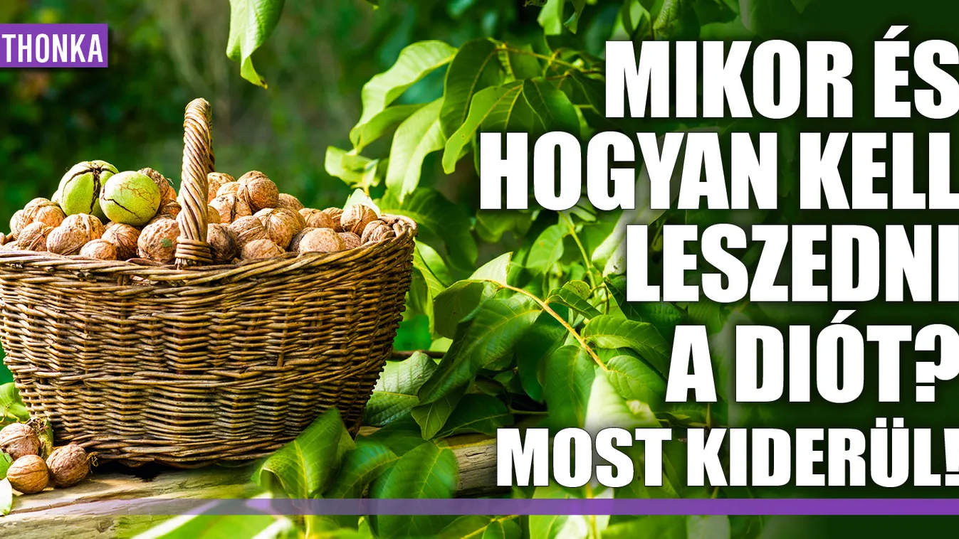 Mikor és hogyan kell leszedni a diót? Most kiderül