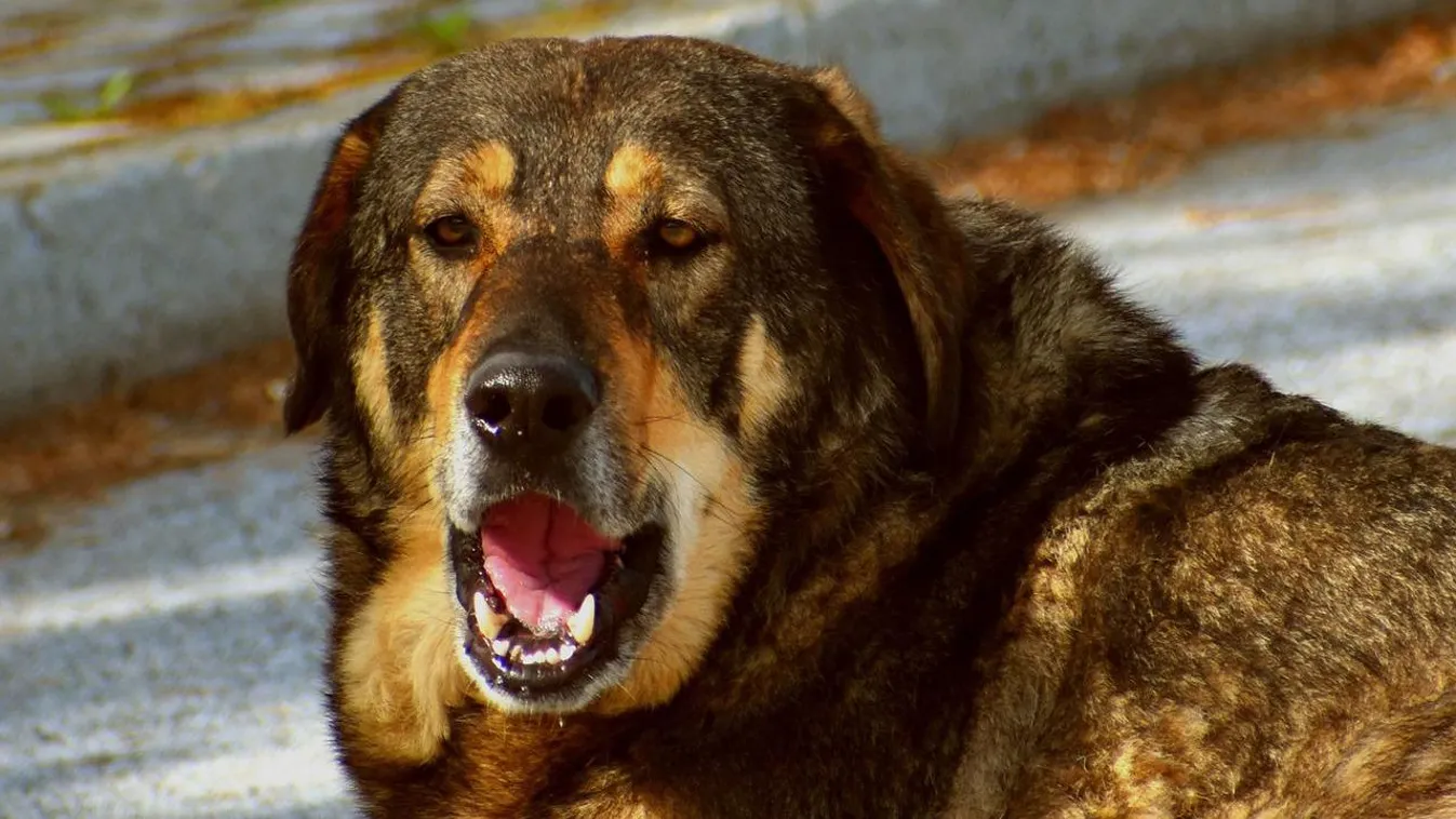 Ez vár a férfira, aki magyar rendőrökre uszította a kutyáit