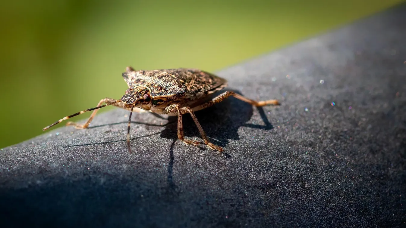 Így veri át a poloskákat a szódabikarbóna: életmentő ez a trükk