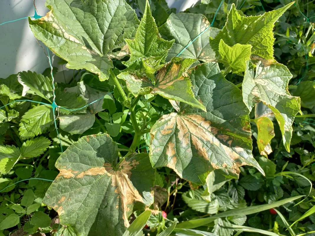 Sunburn,On,The,Leaves.,Green,Cucumber,Leaves,With,Burns.,The