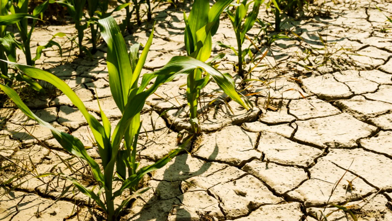 Döntött a kormány, hitelmoratóriummal segítik az aszálykárosultakat