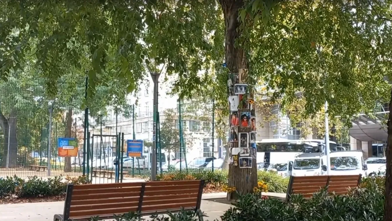 Rejtélyes emlékfa áll Budapest szívében - Videó