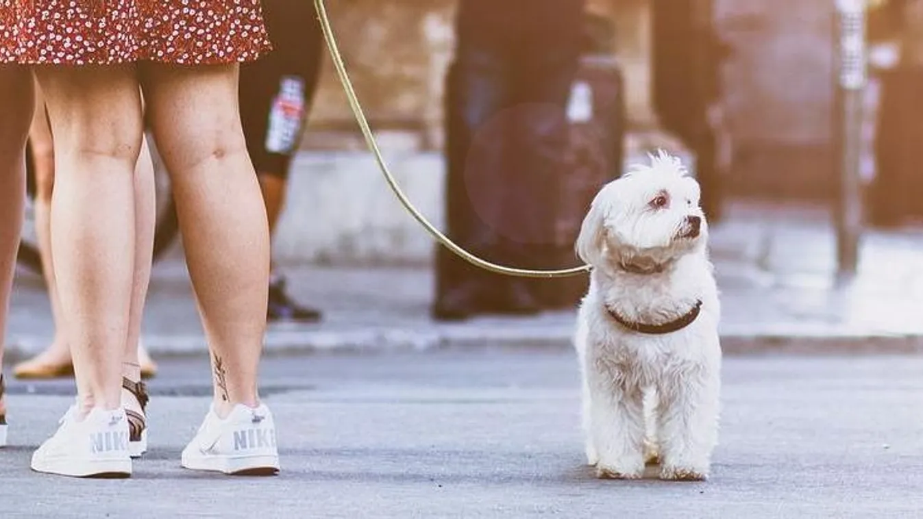 Jó hír a kutyásoknak: újabb áruházlánc lett állatbarát