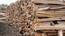 Hol és hogyan rendelhetsz hatósági áras tűzifát? Itt vannak a részletek!
