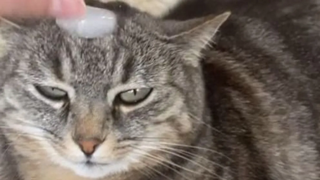 A macskákat is bevonnák az új TikTok-kihívásba