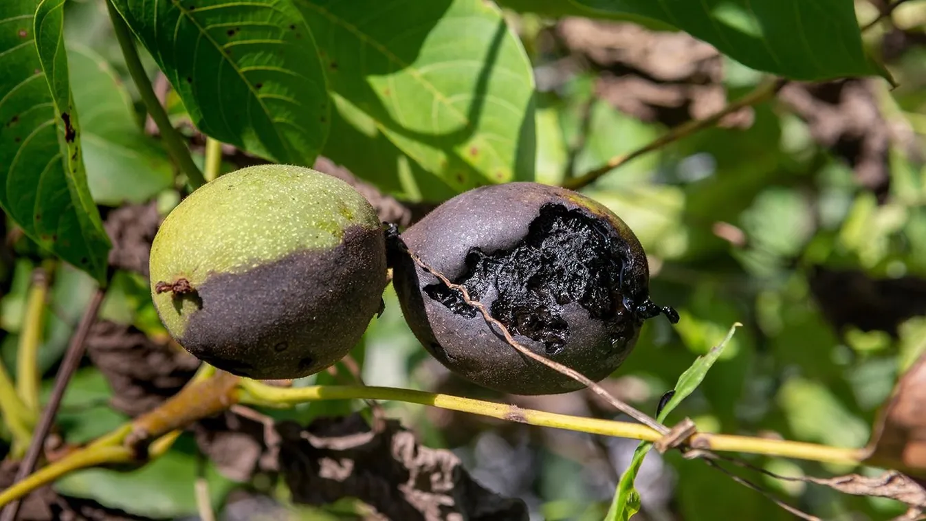 Ezt kell tenni pontosan, ha fekete lett a diótermésed