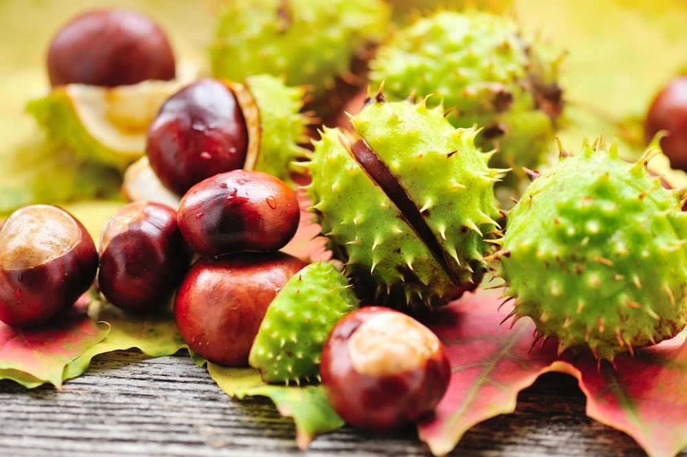 Fresh,Chestnuts,With,Maple,Leaves,On,Wooden,Background