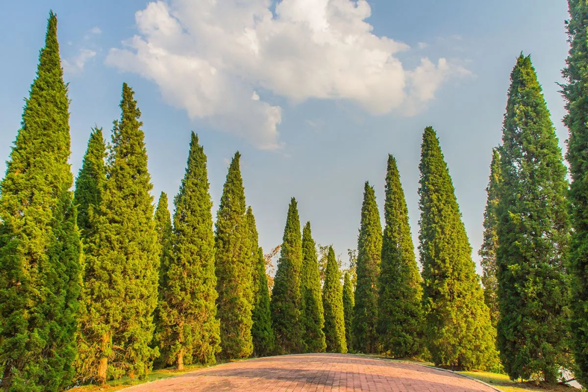 Beautiful,Small,Hill,Landscape,With,Tall,Pine,Trees,On,Green