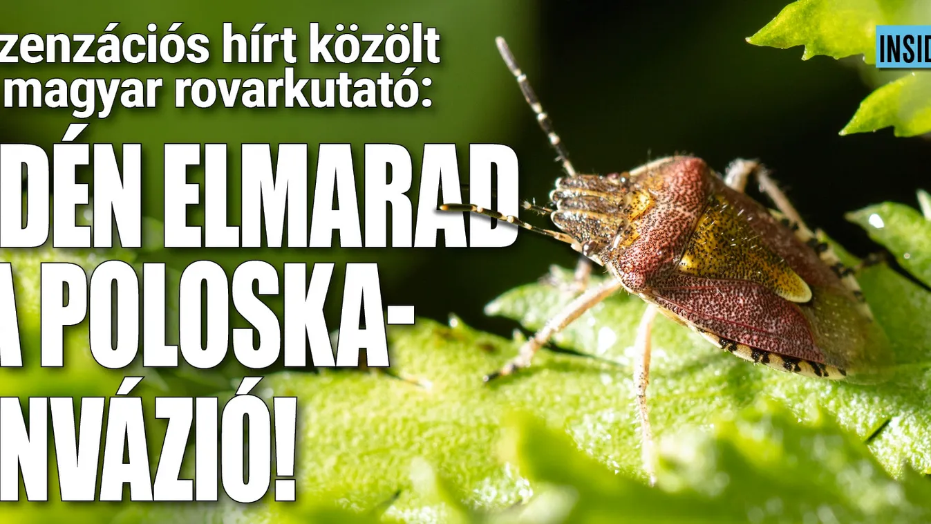 Poloskariadó – Meglepő hírt közölt a magyar rovarkutató