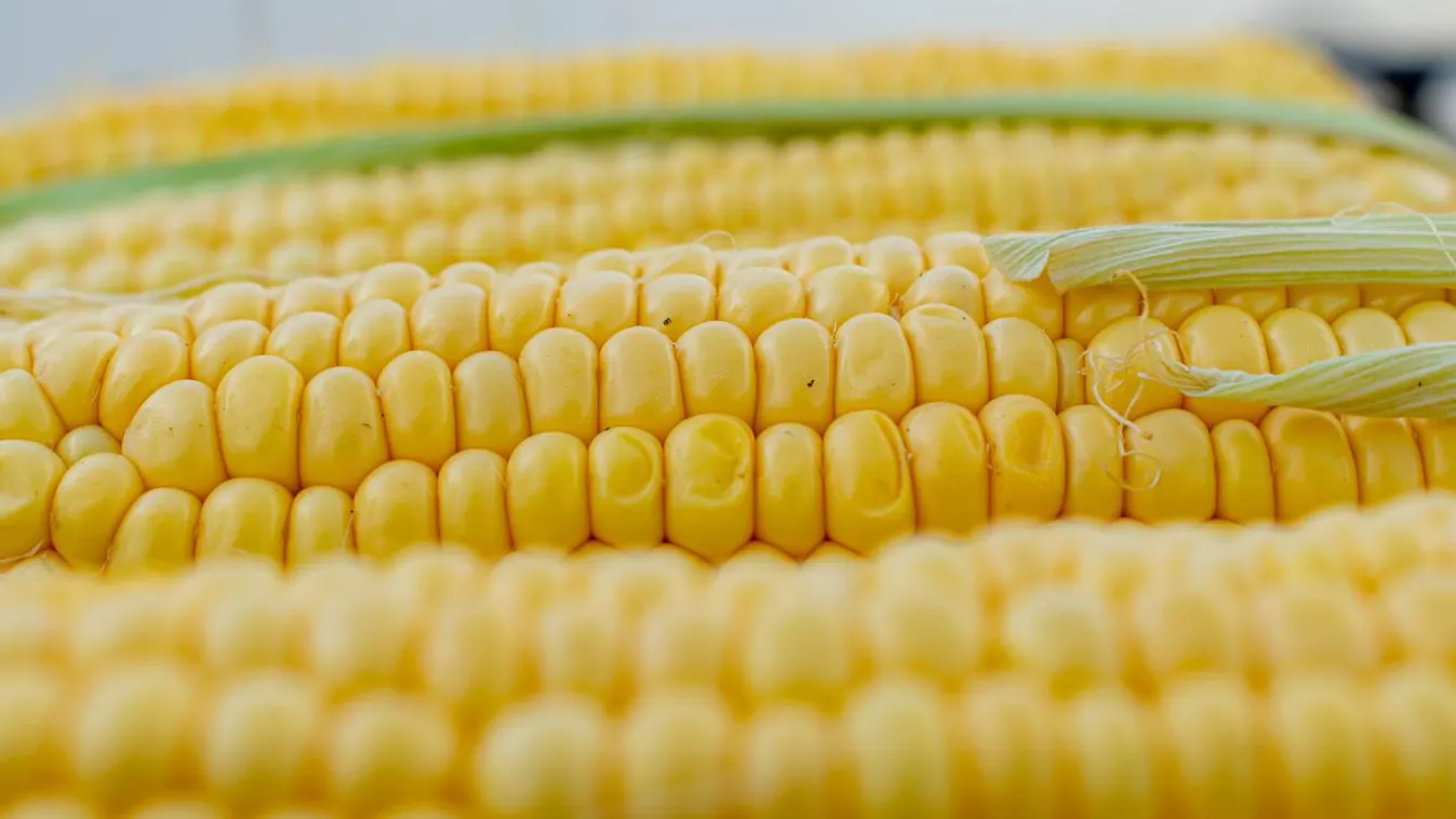 Végre kiderült, mitől lesz tökéletes a főtt kukorica