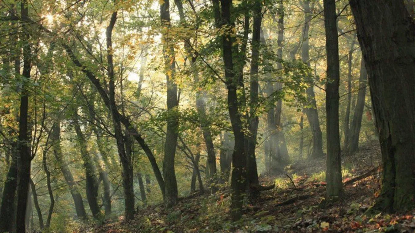 Áder János: Több fát ültetünk, mint amennyit kivágunk