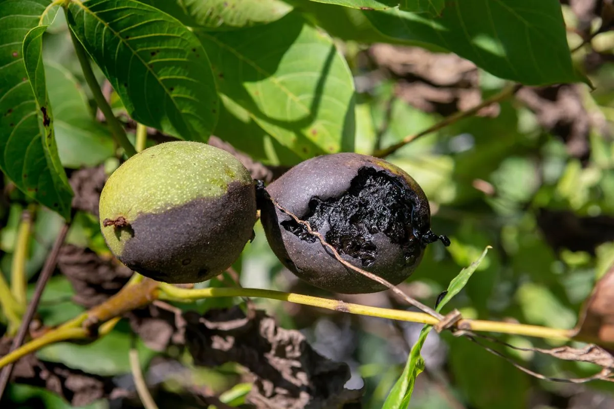 Walnut,(juglans,Regia),Fruit,Disease,In,The,Summer.,Black,Spots