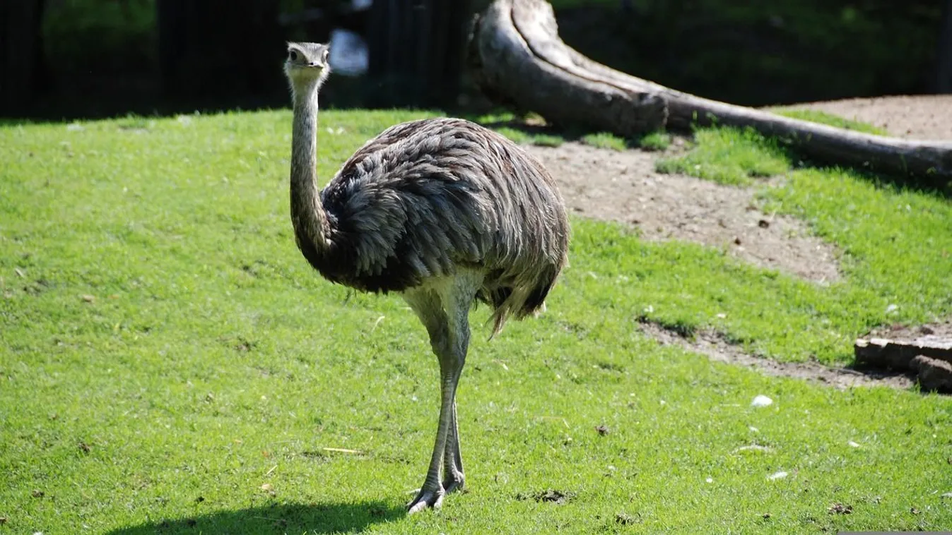 A rendőrség egy szökött emut keres Dabas környékén
