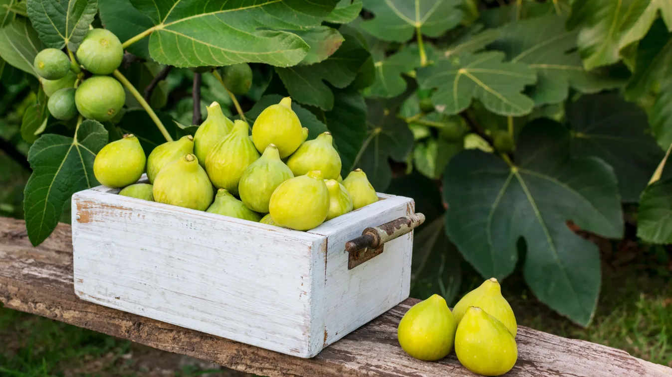 Eszméletlen, mire jó a fügefa levele