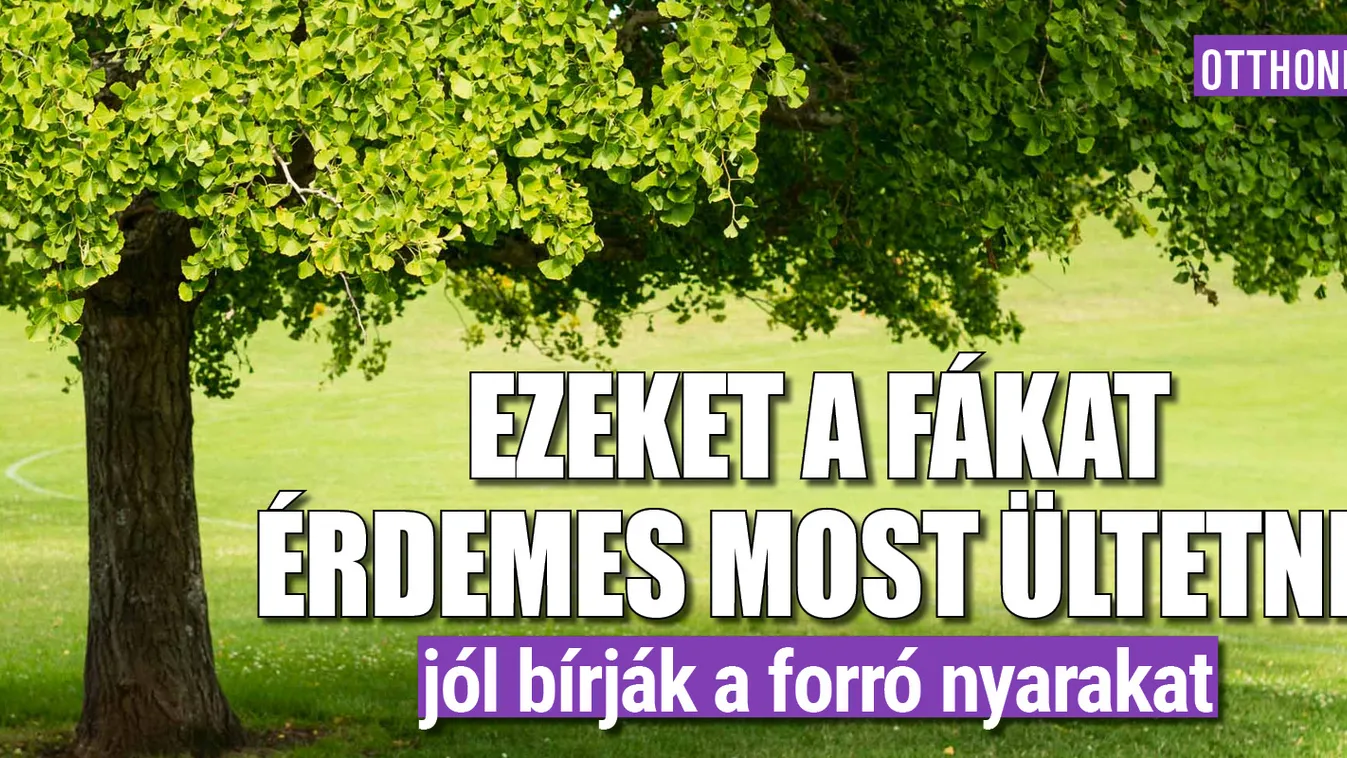 Ezeket a fákat érdemes ültetni, jól bírják a forró nyarakat
