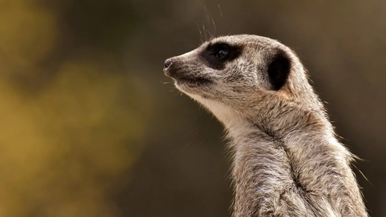 Szurikáták születtek a Szegedi Vadasparkban