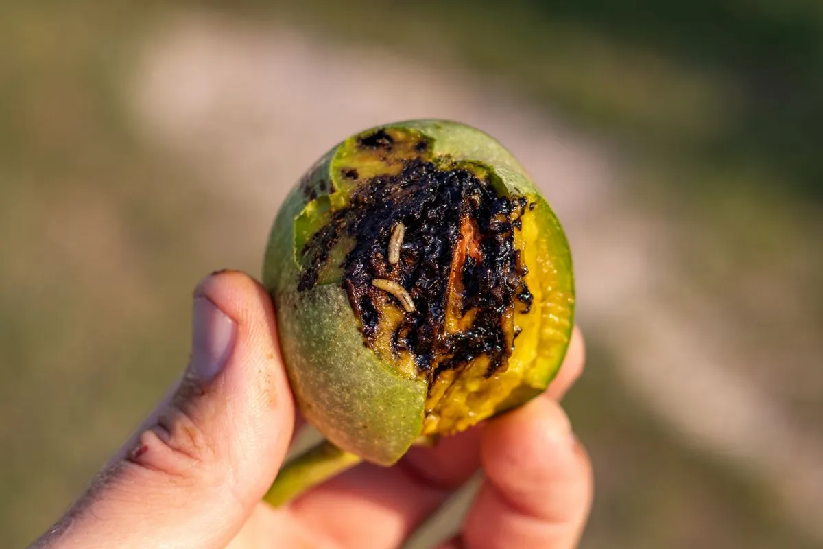Rhagoletis,Completa,Damage,To,The,Walnut,Crop.