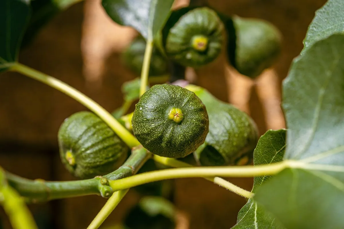 Green,Unripe,Figs,Fruits,On,The,Branch,Of,A,Fig