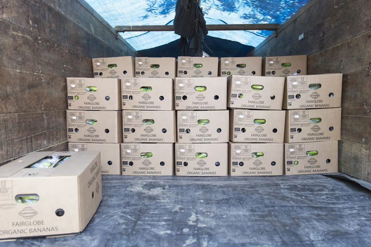 Banana Plantation in Peru