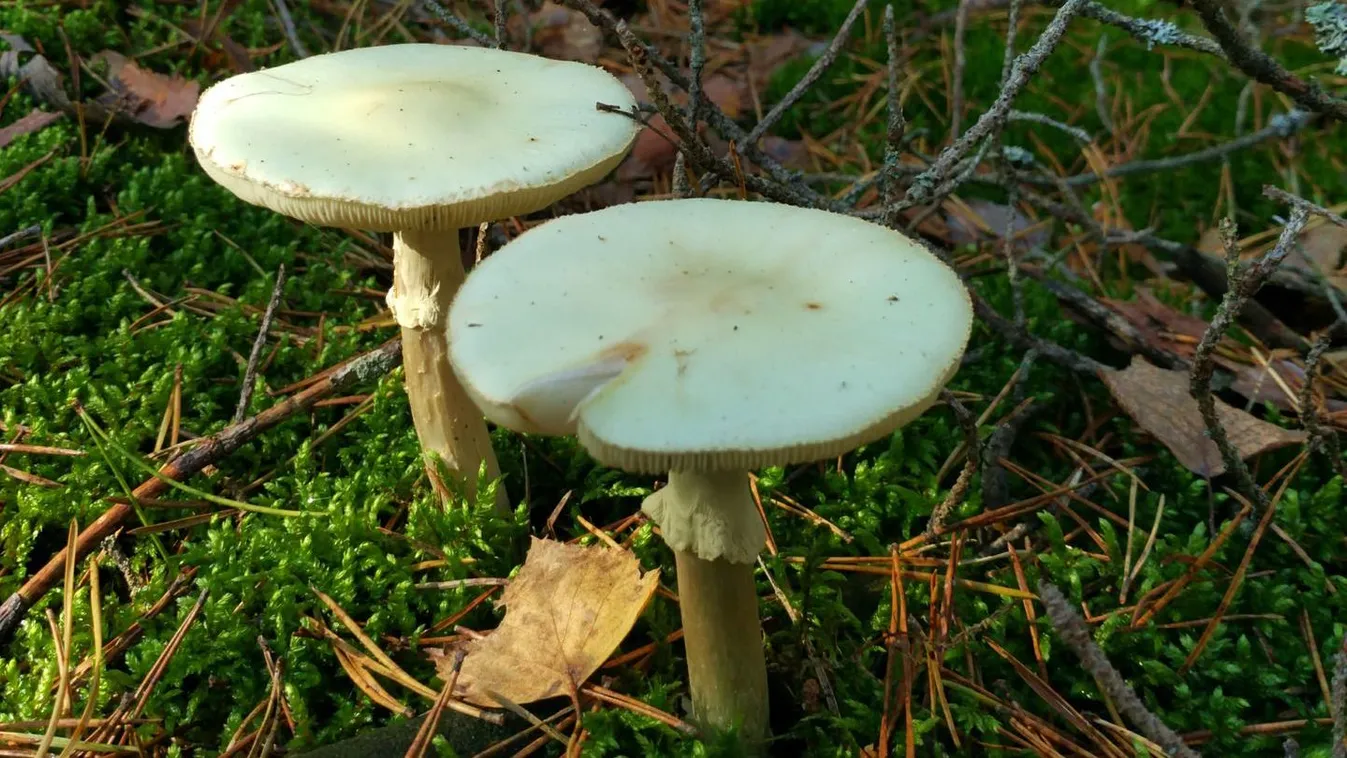 Itt az őszi gombaszezon - erre figyelj!