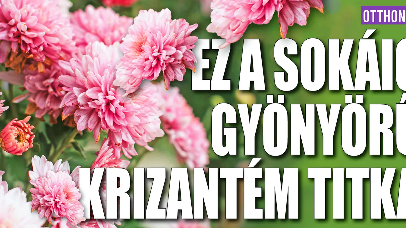Ez a sokáig gyönyörű krizantém titka