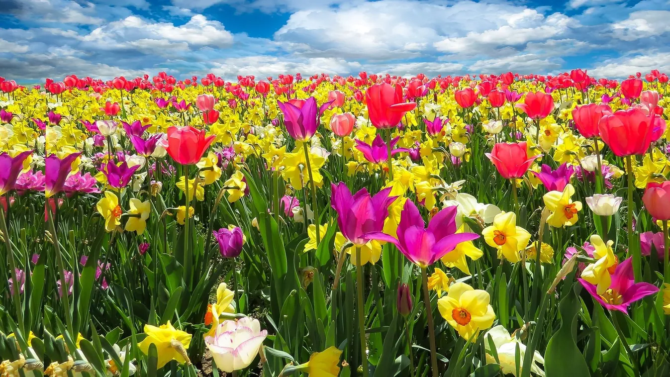 Tonnaszám viszik repülővel a virágot II. Erzsébet temetésére