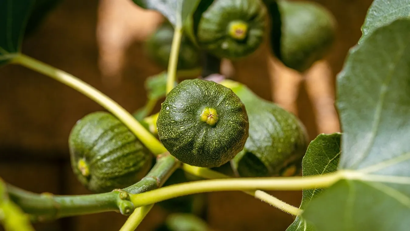 Green,Unripe,Figs,Fruits,On,The,Branch,Of,A,Fig