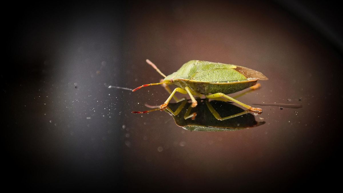 Poloskariadó – Meglepő hírt közölt a magyar rovarkutató