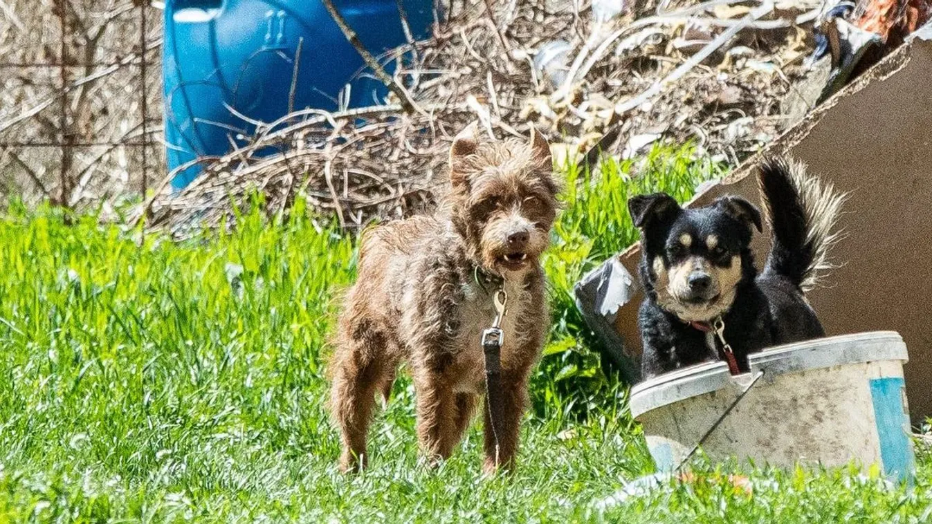 Csoda történt Varga Irén nyomorban tartott kutyáival