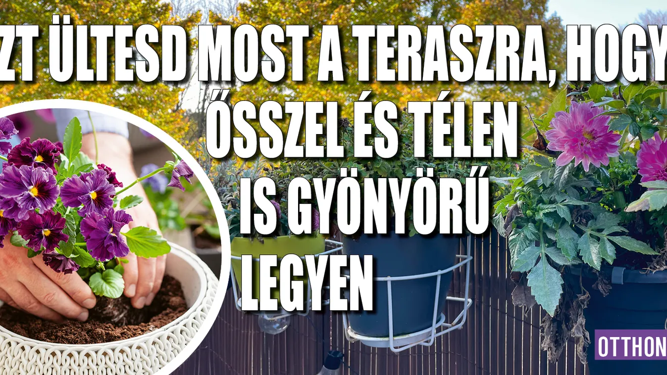 Ezt ültesd most a teraszra: ősszel és télen gyönyörű lesz