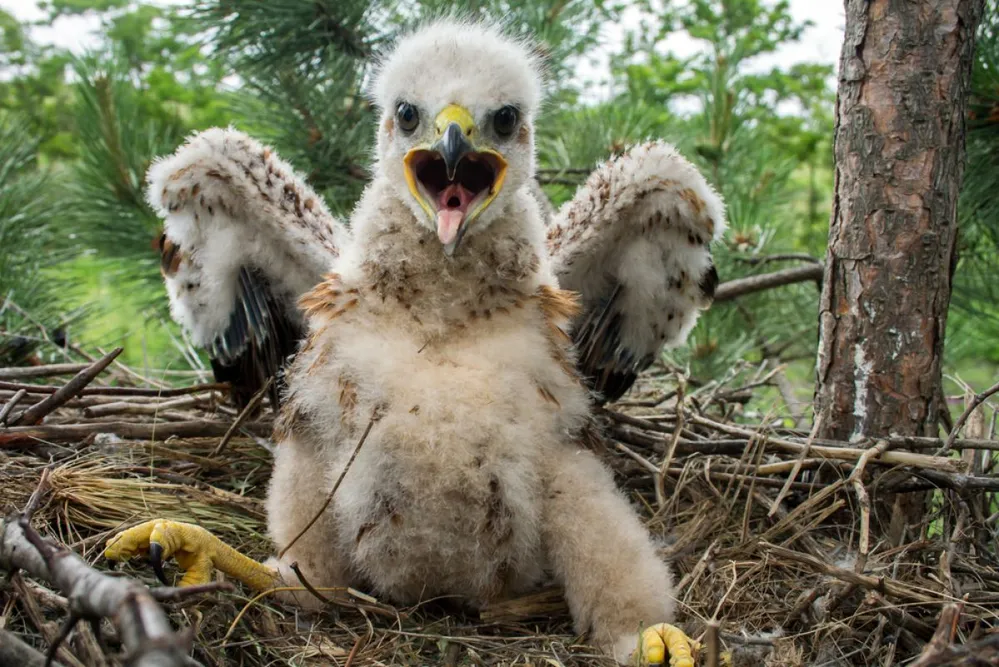 Long,Legged,Buzzard,Nestling,In,Nest.