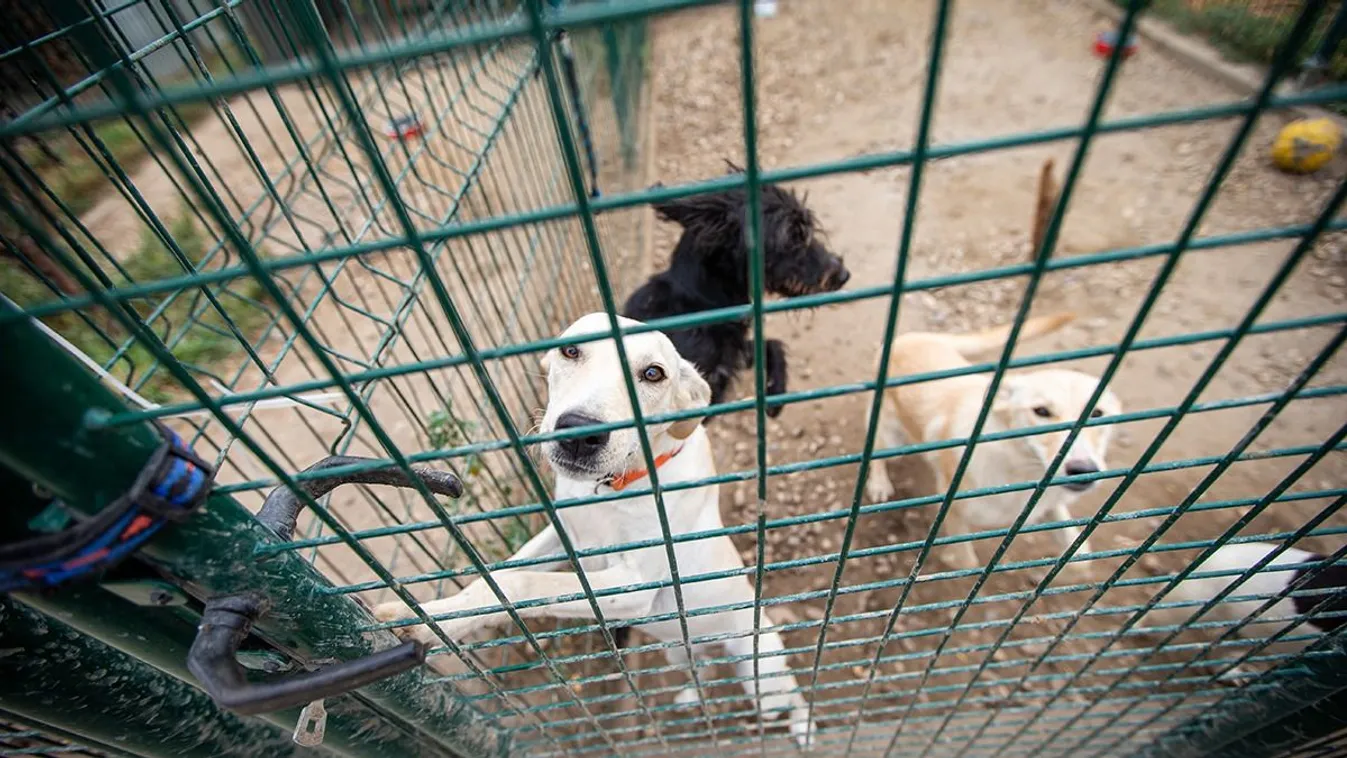 Mától listázzák az állatkínzókat