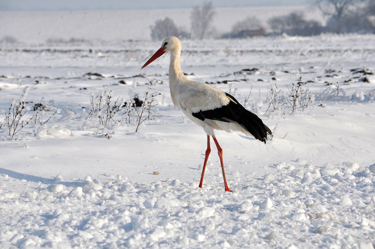 In,The,Snow,,A,Lone,Wounded,Stork,,Who,Stayed,For