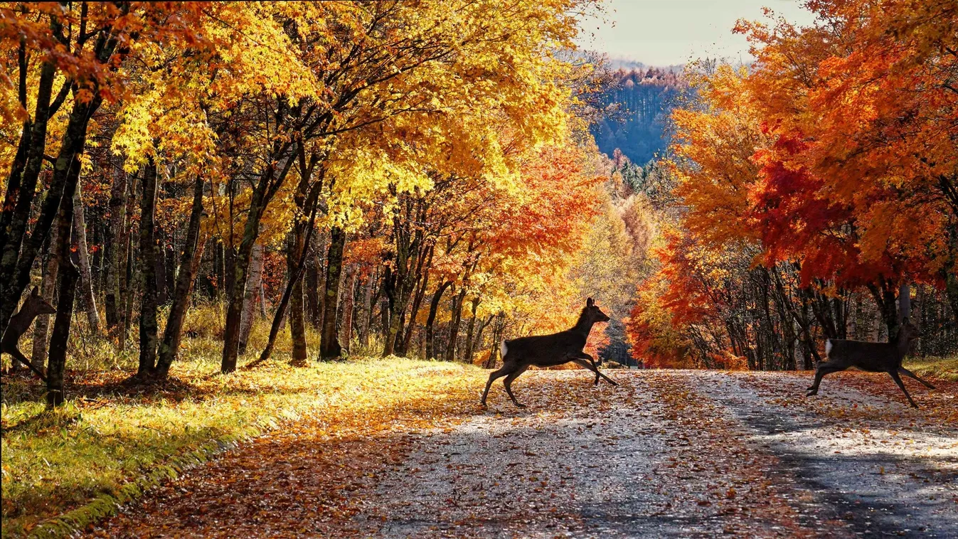 Pénzügyi garanciát vállal a VIONN okos vadriasztó (x)