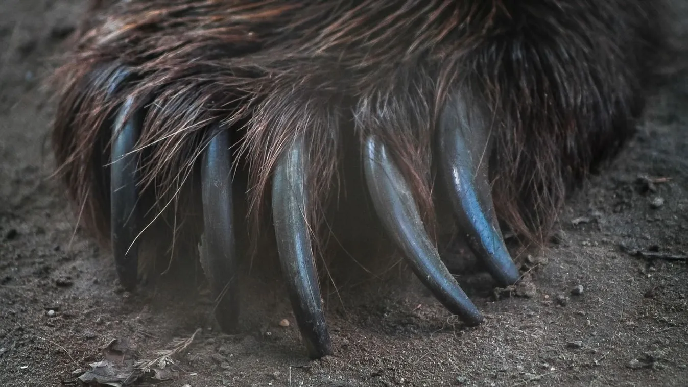 A vadállat tőből tépte ki a 3 éves kislány karját