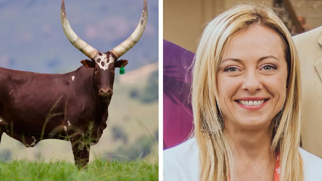 100 marhát ajánlott fel Giorgia Meloniért egy diktátor fia