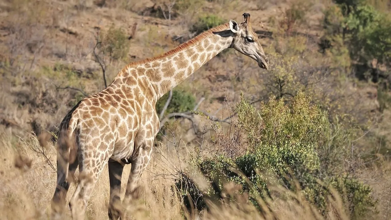 Rémálom a szafariparkban: kisbabát taposott halálra a zsiráf