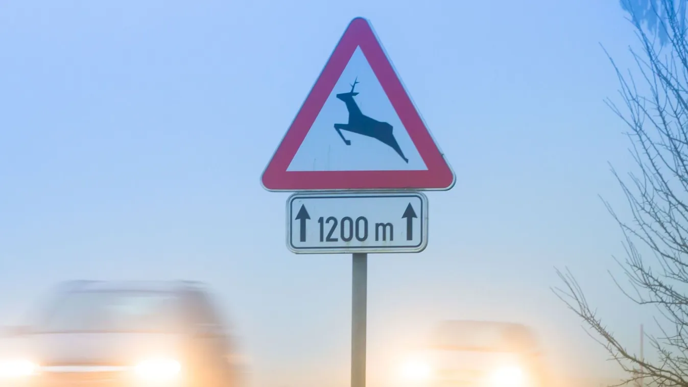 Egyre több a vadbaleset, erre figyelj ha vezetsz!