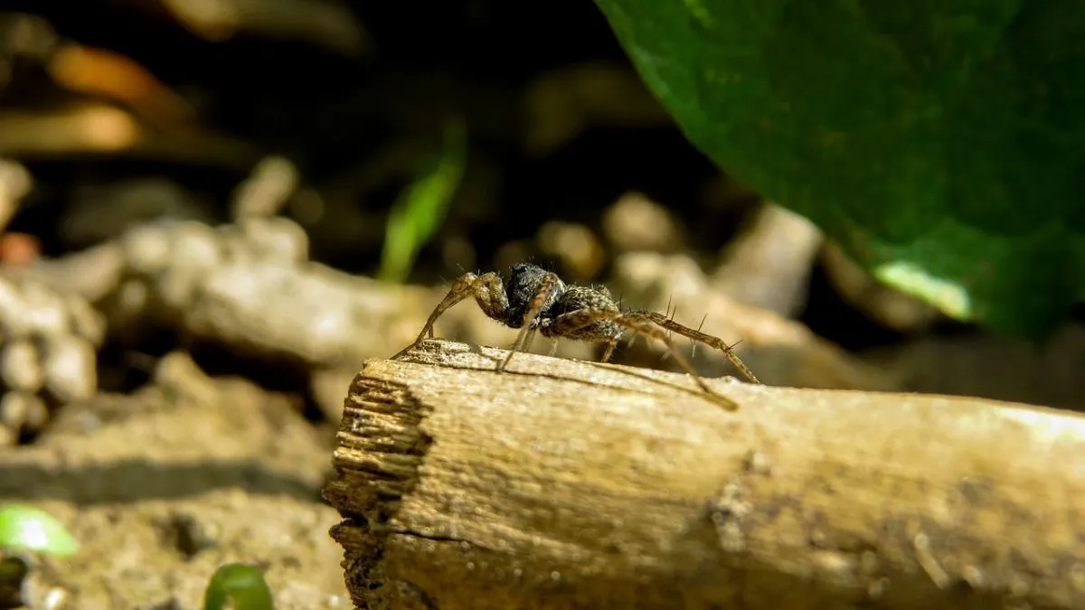 pók, farkaspók, ökörnyál, 