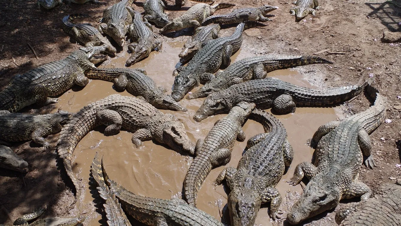 Krokodilok közé dobták a meggyilkolt házaspárt