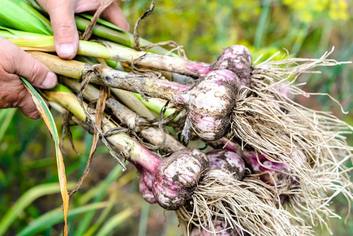 Harvesting,Garlic,In,The,Garden.,Farmer,With,Freshly,Harvested,Vegetables,