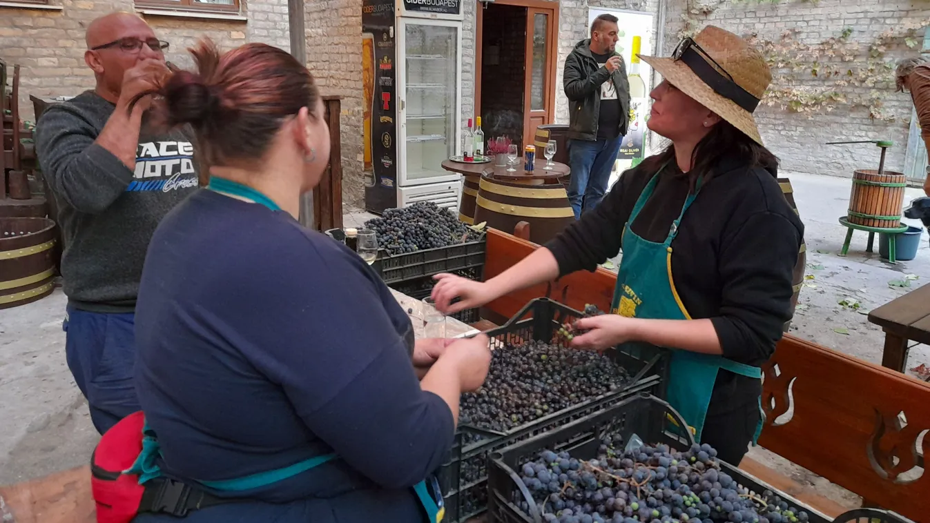 Szőlőt szüreteltek, bort készítettek a pesti tömbház udvarán