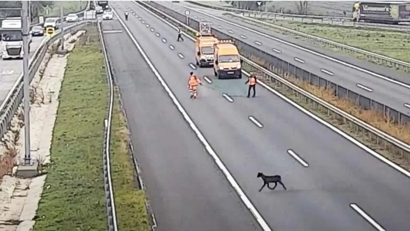 Nem semmi, mi szabadult el az M1-esen, a munkások kergették