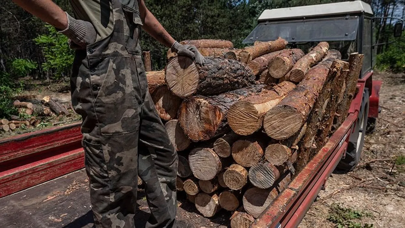 Tűzifacsalókat buktatott le a Bors