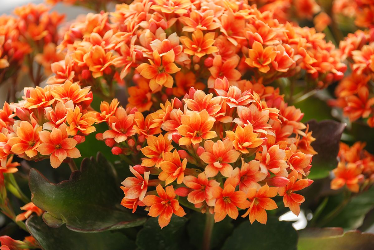 Kalanchoe,Plant,With,Orange,Flowers,,Kalanchoe,Blossfeldiana,,Potted,Kalanchoe