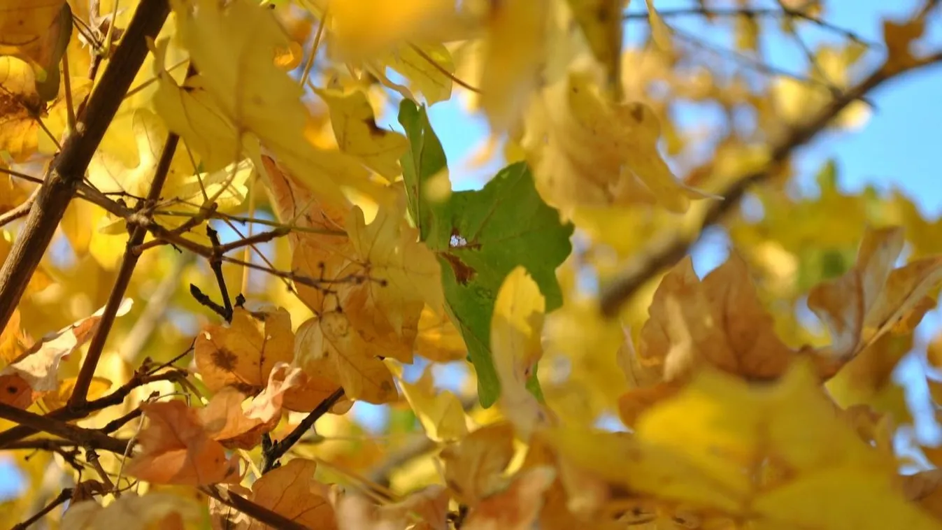 Brutális, mekkora bírságra számíthatnak az avarégetők