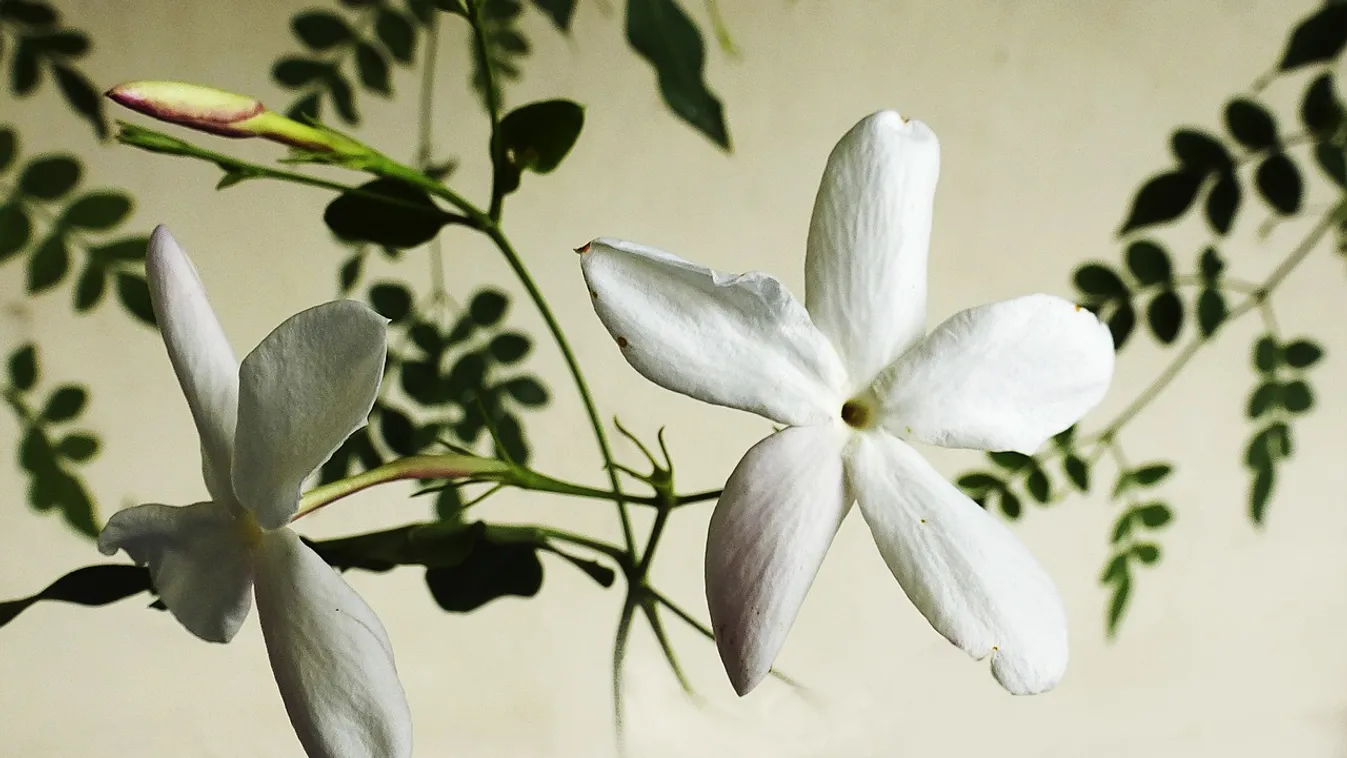 5 gyönyörű szobanövény, ami télen is virágzik